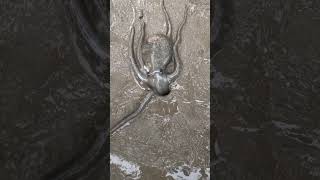 The octopus got scared into the hole😱quotyoutubeshorts [upl. by Tuneberg]