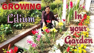 Grow Liliums in the Easiest Way [upl. by Erimahs]