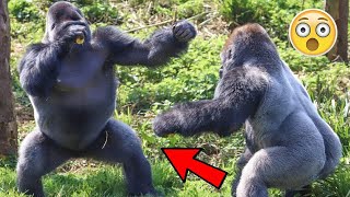 BATALLAS DE GORILAS  GORILLA FIGHTS [upl. by Hyps]