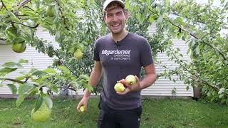 Tasting and Comparing All The Pear Varieties Im Growing [upl. by Jasen639]