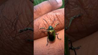 Dogbane Leaf Beetle Handling 🪲 [upl. by Sabah]