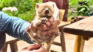 We stumbled upon a litter of abandoned stray kittens while retreating to the countryside [upl. by Faus358]