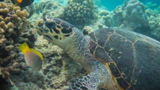 Diving amp Snorkeling in Ellaidhoo Maldives by Cinnamon April 17 [upl. by Hogen]