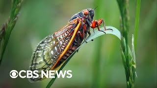 What to know about the trillions of cicadas about to swarm the US [upl. by Pfeifer137]