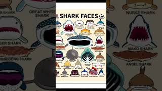 SHARK FACESPELAGIC THRESHER🐟part23 ivedofficial shark pelagicthresher typesofsharkface [upl. by Hackathorn]