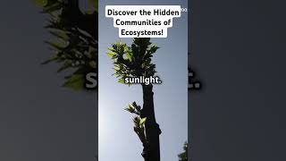 Discover the Hidden Communities of Ecosystems trendingvideos ecosystems community botany [upl. by Ez]