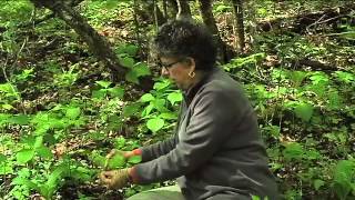 Southern Appalachian Herbs with Patricia Kyritsi Howell [upl. by Ahsaeit]