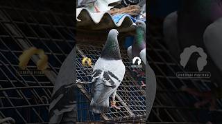 New Rings for our Pigeons pigeon chennaipigeon trending video loft racing homer [upl. by Ykvir]