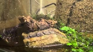 YELLOW BELLIED TOADS FEEDING 4 [upl. by Esyle]