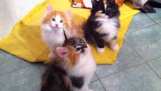 Norwegian forest cats babies [upl. by Theron]