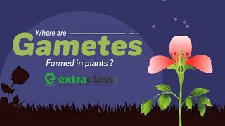 Where Are Gametes Formed In Plants  Biology  Extraclasscom [upl. by Rossen]