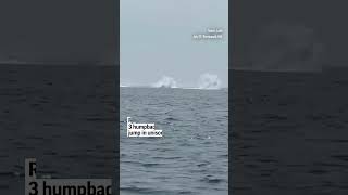 Rare video shows 3 humpback whales jump in unison [upl. by Lancelle]