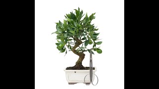 BONSAI DE LIMEQUAT 14806 [upl. by Fulviah]