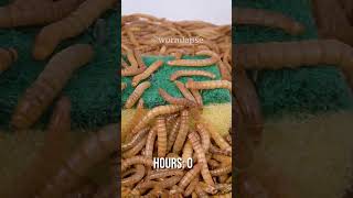 10 000 Mealworms vs KITCHEN SPONGE [upl. by Notpmah]