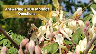 Tasty RED Moringa Oleifera  December 2023 Vlog [upl. by Baniaz]