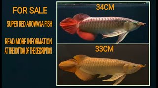 INDONESIAN KALIMANTAN SUPER RED AROWANA FISH 34CM amp 33CM [upl. by Tamara]