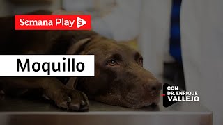 Moquillo en perros y gatos síntomas y prevención  Enrique Vallejo [upl. by Rush689]