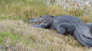 Spotless Teeth on Alligator amp Nictitating Membrane Rolls Back at Orlando Wetlands Christmas [upl. by Ecyle]