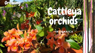 How I grow Cattleya orchids in Jamaica [upl. by Euqinaj]