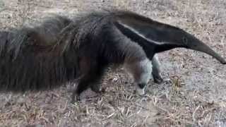 GIANT ANTEATER sounds feeling threatened MYRMECOPHAGA TRIDACTYLATAMANDUÁBANDEIRA free in nature [upl. by Llertnac]