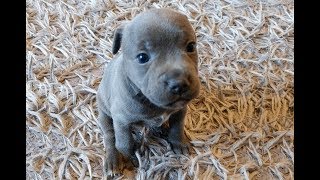 Staffordshire Bull Terrier With Puppies 2019 Staffy [upl. by Lefty]