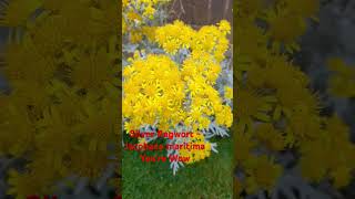 Silver Ragwort  Jacobaea maritima youre Wow shorts flowers beautifulflowers [upl. by Narret]