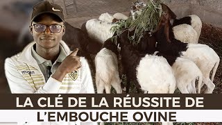 LA CLÉ DE LA RÉUSSITE DE LEMBOUCHE OVINE [upl. by Ilke332]