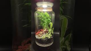 Relax with terrariums  part 3 [upl. by Irtimd967]