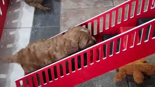 Cavapoo Puppies Exploring SD 480p [upl. by Dumond]