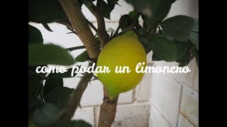 como podar un limonero fácil sencillo [upl. by Orton37]