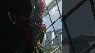 Marina Bay Sands View Framed by Medinilla Magnifica and Ferns Cloud Forest Singapore March 2024 [upl. by Schick]