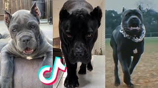 Cane Corsos are Badass and Cute  Tiktok Compilation  4 [upl. by Llenrad]