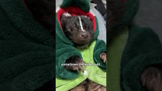 The skunk that got helped animals love shorts [upl. by Hatch]