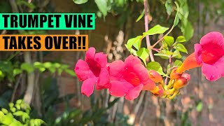 Trumpet vine Campsis radicans Tropical look and aggresive nature [upl. by Aran]