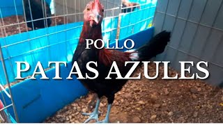 Pollo patas azules [upl. by Ynnig]