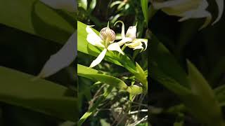 Prosthechea fragrans P aemula [upl. by Barbur]