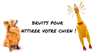 Bruits de jouets pour attirer votre chien [upl. by Ehman492]