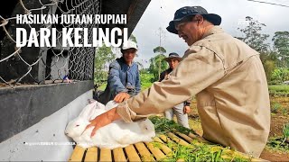 Luar Biasa dari 70 Eko Kelinci dapat Menghasilkan Jutaan Rupiah Ngawangkong bersama Den’s Farm [upl. by Kragh]