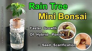 Rain Tree For Mini Bonsai From Seed amp Seed Scarification  subtitles available [upl. by Thessa956]