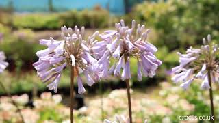 Agapanthus A growing guide [upl. by Anertak]