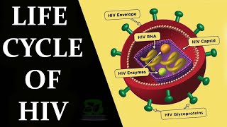 LIFE CYCLE OF HIV LIFE CYCLE OF AIDS VIRUS [upl. by Ynnob]