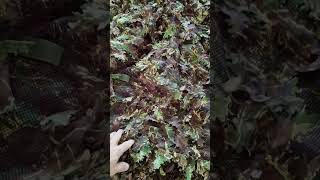 Novritsch Kruezotter Ghillie Suit  First Test [upl. by Angelica]