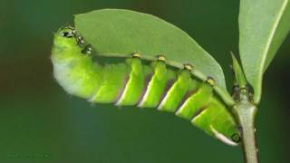 Rothschildia lebeau inca  Southamerican moth [upl. by Hnaht225]