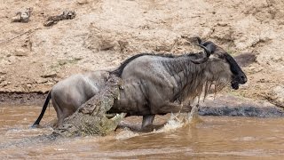 Huge crocodile attacks wildebeest  surprise ending [upl. by Aranat]