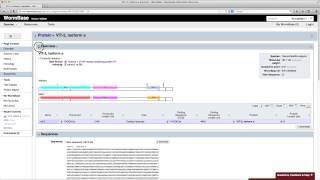 Finding a proteins estimated molecular weight [upl. by Feerahs]