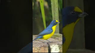 Yellowthroated Euphonia shorts [upl. by Khalsa]