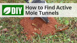 How to Find Active Mole Tunnels [upl. by Drobman]