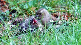 Pěnkava obecná Fringilla coelebskrmení mláďat Common chaffinch Зяблик Buchfink Zięba zwyczajna [upl. by Nahk305]