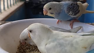 Cute baby budgies eating seeds 🌾🌾🌾🌾 [upl. by Hiram284]