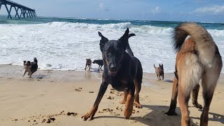 Balade avec beaucoup de chiens à la plage [upl. by Ecnarrot]